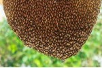 Honeybee/Beehive Control Treatment